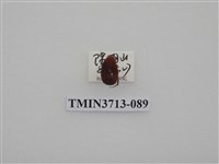 藏品(金龜子科)的圖片